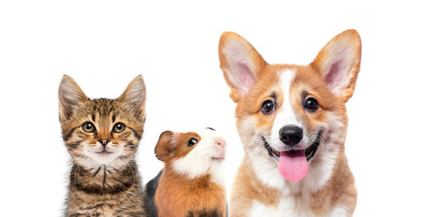 smiling guinea pig and smiling cat and smiling dog