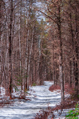 A spring walk in the Canadian forest in the province of Quebec