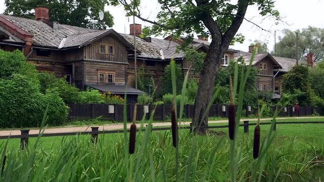 Old Wooden Row Houses in a Beautiful Small Rural Village with Typha. Typha is a Flowering Plants in the Family Typhaceae. Bulrush, Reedmace, Cattail, Punks, Cumbungi, Raupo, Reed.
