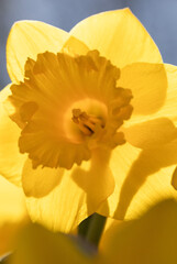 Osterglocke leuchtet in der Sonne 