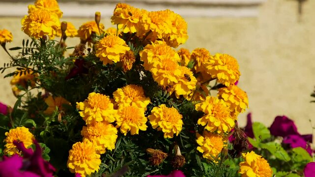 Colorful Flowers at an Old, Renovated Building Under the Windows and Shutters. The Garden Pansy is a Type of Polychromatic Large-Flowered Hybrid Plant Cultivated as a Garden Flower.