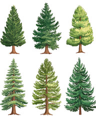 illustrations of various trees, leaves, grasses, and botanical elements on white background.
