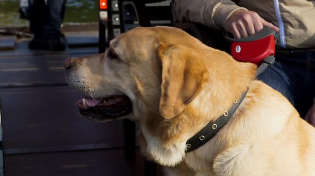 A golden retriever sits on a leash next to its owner on a boat. The Golden Retriever is a Scottish Breed Dog of Medium Size. It is Characterised by a Gentle and Affectionate Nature.