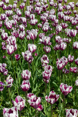 Beautiful bright colorfu white and purple blooming tulips on a large flowerbed in the city garden or flower farm field in springtime. Spring flower background. 