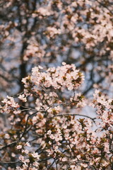 The plum blossoms are in full bloom next to the Great Wild Goose Pagoda in Xi 'an