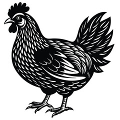Adobe Illustrator ArtworkChicken Vector Illustration in Pen and Ink Isolated on White