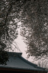 The plum blossoms are in full bloom next to the Great Wild Goose Pagoda in Xi 'an
