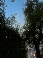 Lights through trees