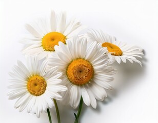 Fototapeta premium Blume