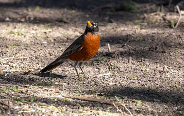 Red breasted Robin feeding on the ground
