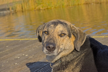 Black and brown shepherd dog with hanging ears, sitting on a quay along the water on a sunny day 
