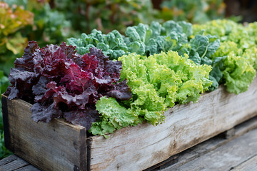 Various types of vegetables, such as carrots, broccoli, tomatoes, and spinach, provide many nutritional values and can be consumed raw, cooked, or roasted.


