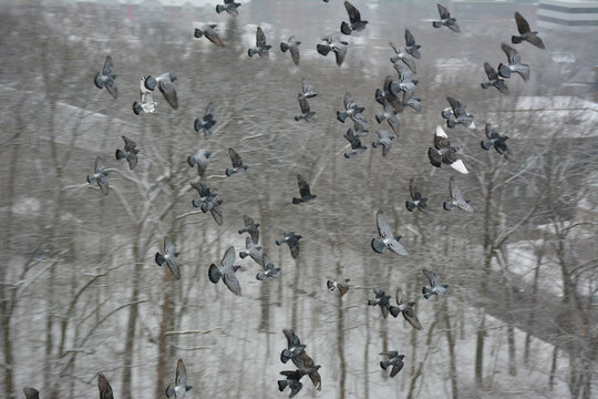 a flock of birds perches and soars near dry leafless tress set against a snowy landscape the crisp white snow contrasts the dark barren branches beautifully