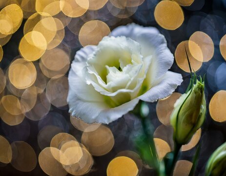 Blume