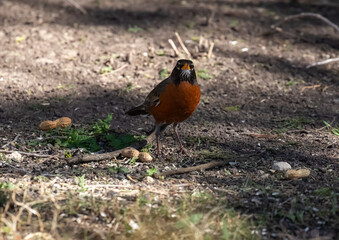 Red breasted Robin feeding on the ground