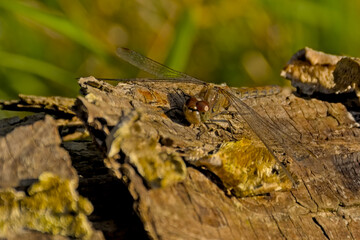 Female autumn meadowhawk with spread wings sitting on a sunny tree trunk , selective focus - Sympetrum vicinum 