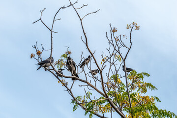 Group of crows sits on the branches of a tree in Alanya Castle, Turkey, with yellow berries and green leaves visible against a bright blue sky. The scene captures wildlife in a serene natural setting