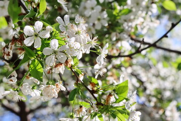 Blooming sour cherry at spring, beautiful flowers on branch