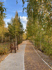 Autumn Bench on the Pathway with a View of the Trees