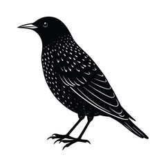 Weaverbird Silhouette Vector Art Design - Black and White Weaverbird Bird Vector Illustration