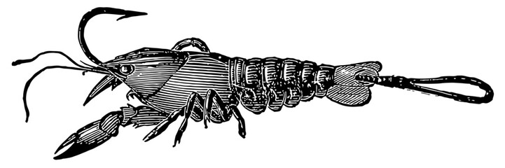 Fishing Vintage Vector Illustration