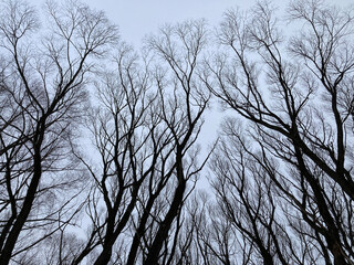 Bare Dark Trees Against a Sky