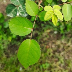 green leaves on a branch