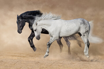Couple horse run