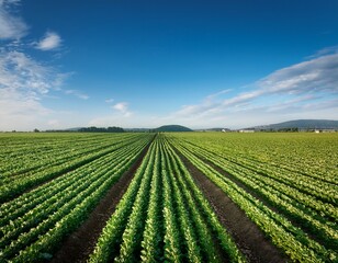 a vast green field of crops stretches endlessly showcasing neatly arranged rows of vibrant plants under a clear sky