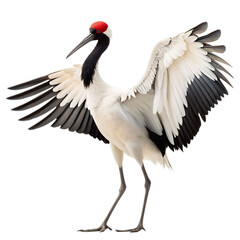 Fototapeta premium Jabiru bird isolated on transparent background Generative Ai.