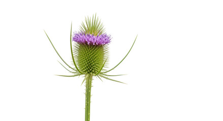 Isolated Teasel Flower