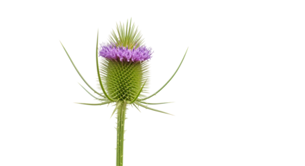 Isolated Teasel Flower