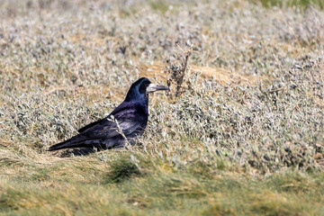 Corbeau freux solitaire dans un champ herbeux