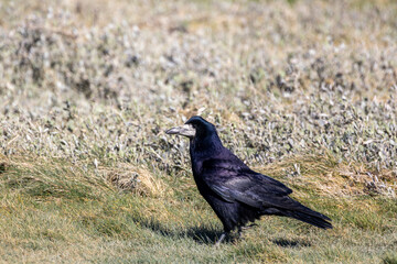 Corbeau freux solitaire dans un champ herbeux