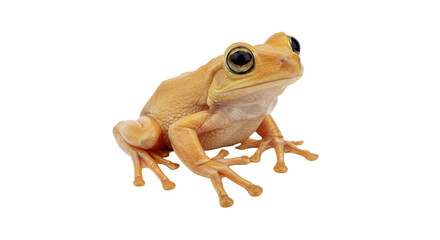 Isolated Tree Frog