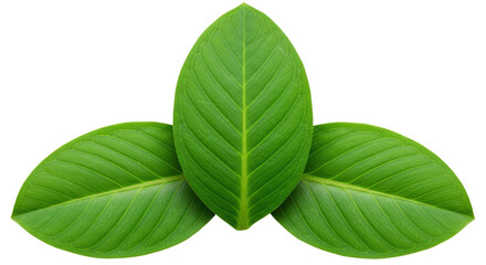 Isolated Three Green Leaves