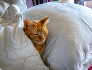 Cute Ginger Cat with lovely gaze 