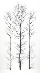 Bare Trees, Isolated, White