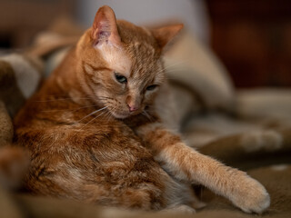 Cute Ginger Cat with lovely gaze 