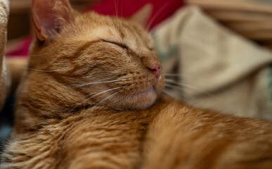 Cute Ginger Cat with lovely gaze 