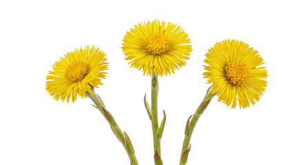 Obraz premium Isolated Coltsfoot Flowers