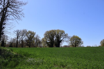 Herbe verte avec arbres en arrière plan