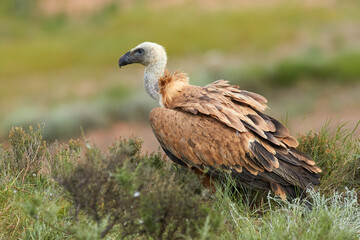 Vulture and griffon vulture