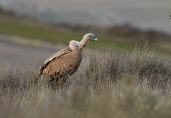 Vulture and griffon vulture
