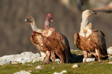 Vulture and griffon vulture
