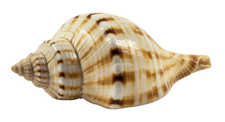 Isolated Seashell