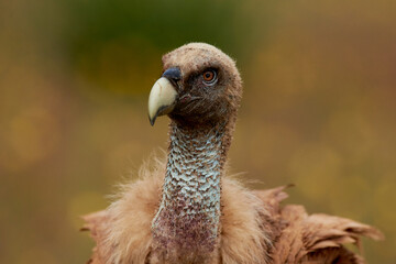 Vulture and griffon vulture