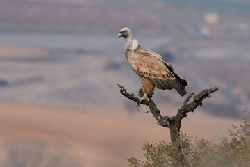 Vulture and griffon vulture