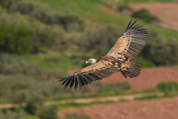 Vulture and griffon vulture
