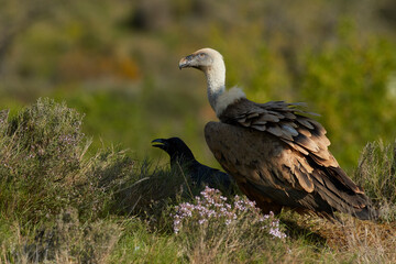 Vulture